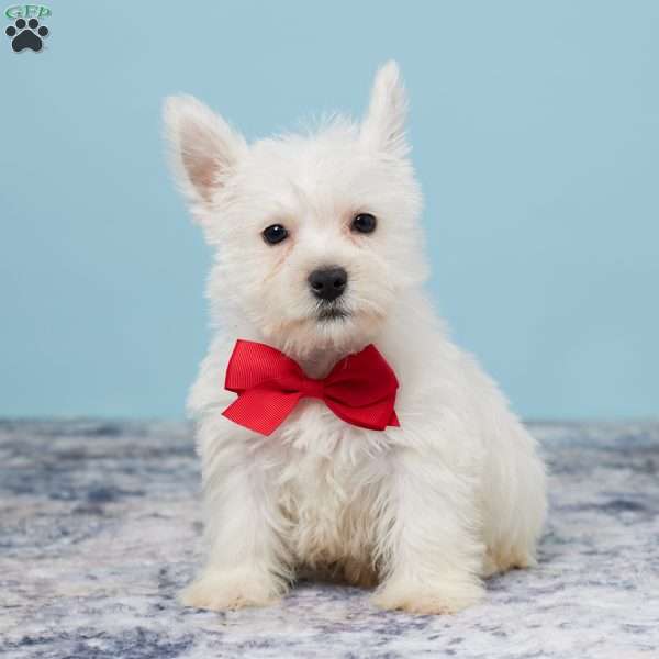 Tucker, West Highland Terrier Puppy